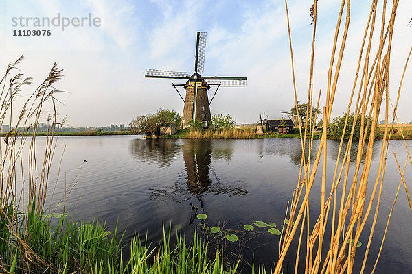 Grünes Gras und Schilfgürtel umrahmen die Windmühlen  die sich in der Gracht Kinderdijk  Rotterdam  Südholland  Niederlande  Europa  spiegeln