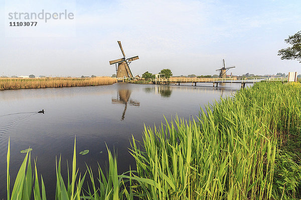 Grünes Gras umrahmt die Windmühlen  die sich in der Gracht spiegeln  Kinderdijk  Rotterdam  Südholland  Niederlande  Europa