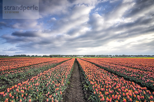 Frühlingswolken über Feldern mit bunten Tulpen  Schermerhorn  Alkmaar  Nordholland  Niederlande  Europa