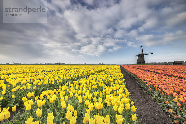 Bunte Tulpenfelder im Frühling mit Windmühle im Hintergrund  Schermerhorn  Alkmaar  Nordholland  Niederlande  Europa