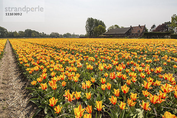 Die gelben und orangefarbenen Tulpen färben die Landschaft im Frühling  Keukenhof Park  Lisse  Südholland  Niederlande  Europa