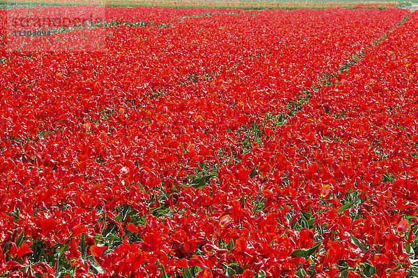 Felder mit roten Tulpen färben die Landschaft im Frühling  Keukenhof Park  Lisse  Südholland  Niederlande  Europa