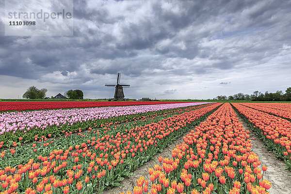 Dunkle Wolken über Feldern mit bunten Tulpen und Windmühle  Berkmeer  Koggenland  Nord-Holland  Niederlande  Europa