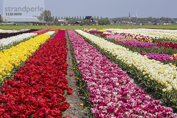 Bunte Tulpenfelder umrahmen das Dorf im Frühling  Berkmeer  Koggenland  Nordholland  Niederlande  Europa