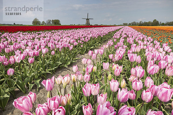 Bunte Tulpenfelder umrahmen die Windmühle im Frühling  Berkmeer  Koggenland  Nordholland  Niederlande  Europa