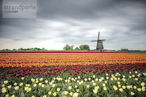 Frühlingswolken über Feldern mit bunten Tulpen und Windmühle  Berkmeer  Koggenland  Nordholland  Niederlande  Europa