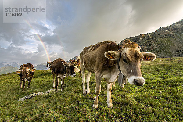 Regenbogen umrahmt eine Kuhherde  die auf den grünen Weiden der Alp Campagneda  Valmalenco  Valtellina  Lombardei  Italien  Europa  grast