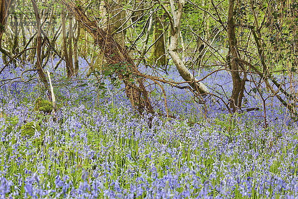 Blühende Blauglocken in Lady's Wood  in der Nähe von South Brent  Devon  England  Vereinigtes Königreich  Europa