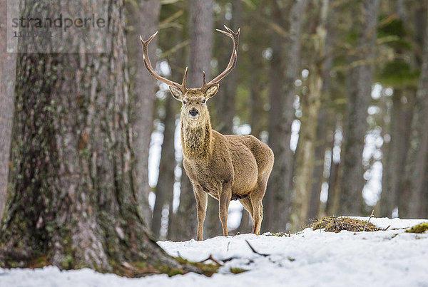 Rothirsch (Cervus elaphus)  Schottische Highlands  Schottland  Vereinigtes Königreich  Europa