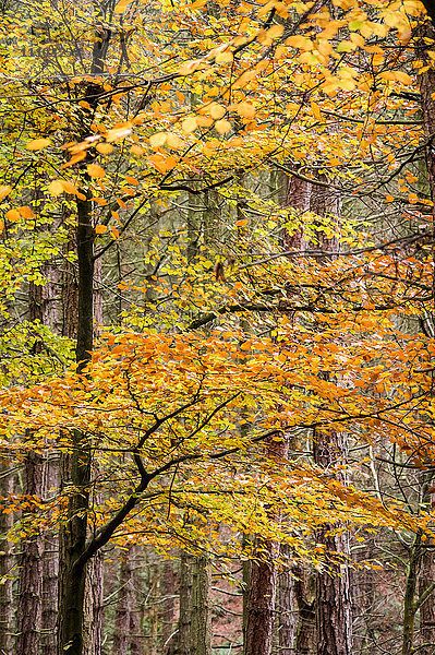 Bäume im Herbst  Gragg Vale  Calder Valley  Yorkshire  England  Vereinigtes Königreich  Europa