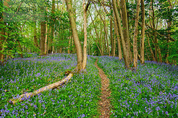 Blauglocken  High Littleton Woods  Somerset  England  Vereinigtes Königreich  Europa