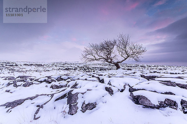 Twistleton Scar End im Schnee  Ingleton  Yorkshire Dales  Yorkshire  England  Vereinigtes Königreich  Europa