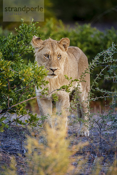 Männlicher junger Löwe (Panthera leo)  Moremi  Okavango-Delta  Botsuana  Afrika