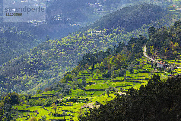 Terrassenfelder  Nationalpark Peneda Geres  der einzige Nationalpark in Portugal  Region Norte  Portugal  Europa