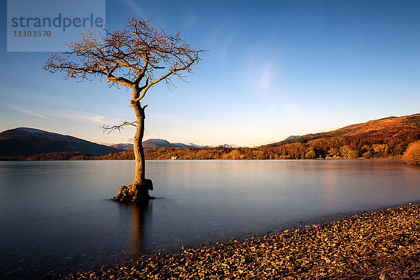 Einsamer Baum am Loch Lomond  Schottland  Vereinigtes Königreich  Europa