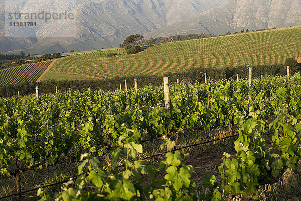 Weinberge in der Nähe von Stellenbosch am Westkap  Südafrika  Afrika