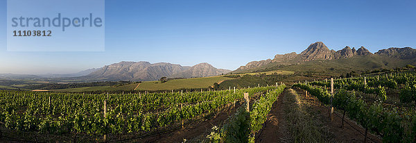 Weinberge in der Nähe von Stellenbosch am Westkap  Südafrika  Afrika