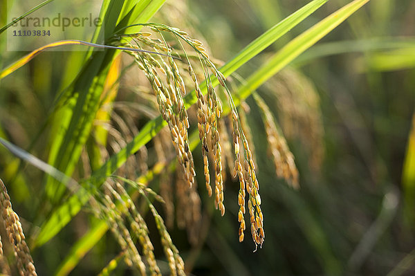 Vollständig ausgereifter Reis  bereit zur Ernte in der Provinz Yunnan  China  Asien