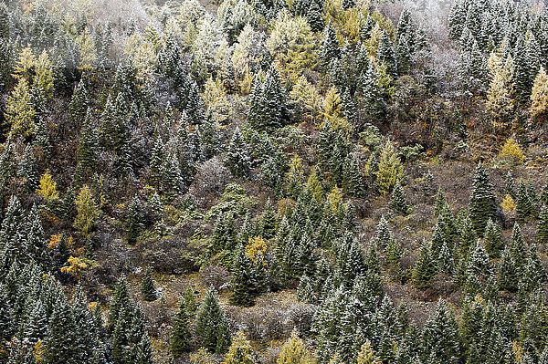Frühmorgens Frost auf Bäumen am Berg Siguniang  einem Gebiet von außergewöhnlicher natürlicher Schönheit in der Provinz Sichuan  China  Asien