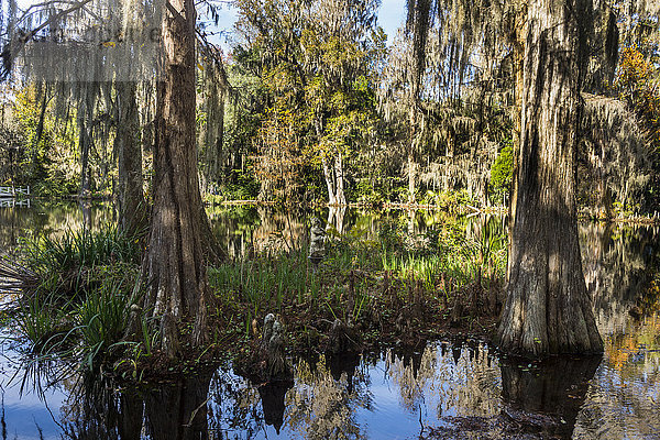 Sumpfige Gebiete in der Magnolia Plantation außerhalb von Charleston  South Carolina  Vereinigte Staaten von Amerika  Nordamerika