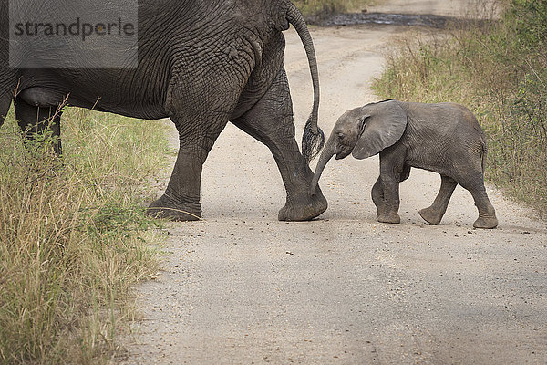 Afrikanischer Elefant  Queen Elizabeth National Park  Uganda  Afrika