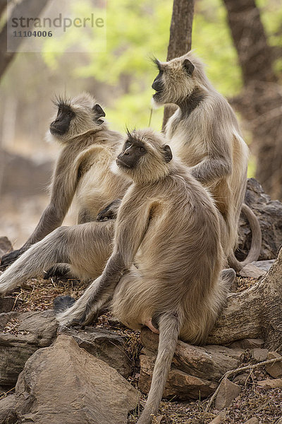 Langur-Affe  Ranthambhore-Nationalpark  Rajasthan  Indien  Asien