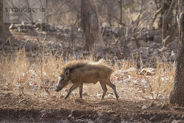 Wildschwein  Ranthambhore-Nationalpark  Rajasthan  Indien  Asien