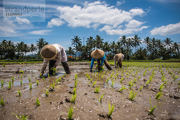 Arbeiter in einem Padi-Feld  Sumatra  Indonesien  Südostasien