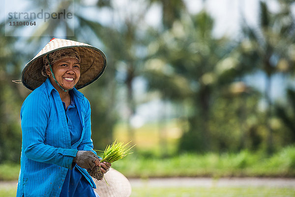 Frau arbeitet in einem Padi-Feld  Sumatra  Indonesien  Südostasien