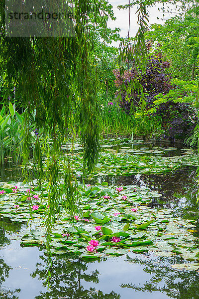 Trauerweide und Seerosen  Monets Garten  Giverny  Normandie  Frankreich  Europa