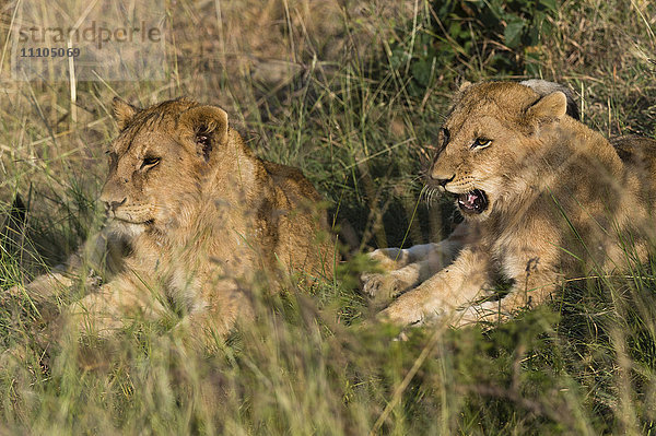 Löwe (Panthera leo)  Masai Mara  Kenia  Ostafrika  Afrika