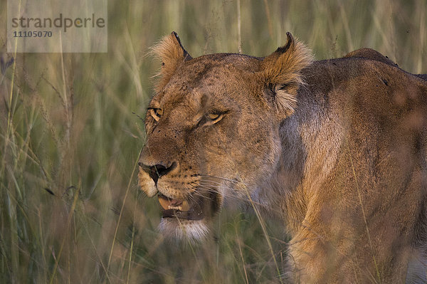 Löwe (Panthera leo)  Masai Mara  Kenia  Ostafrika  Afrika