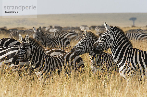 Steppenzebras (Equus quagga)  Masai Mara  Kenia  Ostafrika  Afrika