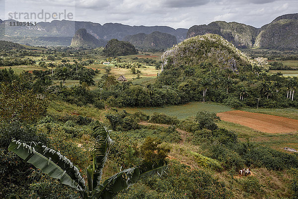 Mogotes im Vinales-Tal  UNESCO-Welterbe  Pinar del Rio  Kuba  Westindien  Karibik  Mittelamerika