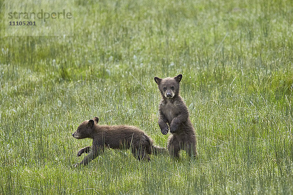 Schwarzbär (Ursus americanus)  zwei Schokoladenjunge des Jahres oder Frühlingsjunge  Yellowstone National Park  Wyoming  Vereinigte Staaten von Amerika  Nord-Amerika