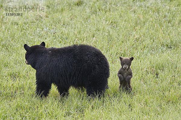 Schwarzbärensau (Ursus americanus) und ein Schokoladenjunges  Yellowstone National Park  Wyoming  Vereinigte Staaten von Amerika  Nord-Amerika
