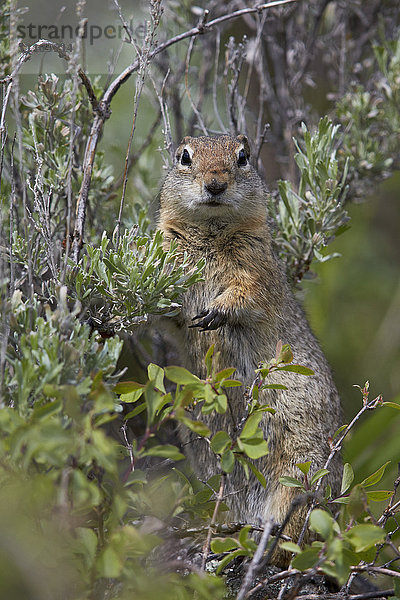 Uinta Ground Squirrel (Urocitellus armatus)  Yellowstone National Park  Wyoming  Vereinigte Staaten von Amerika  Nordamerika