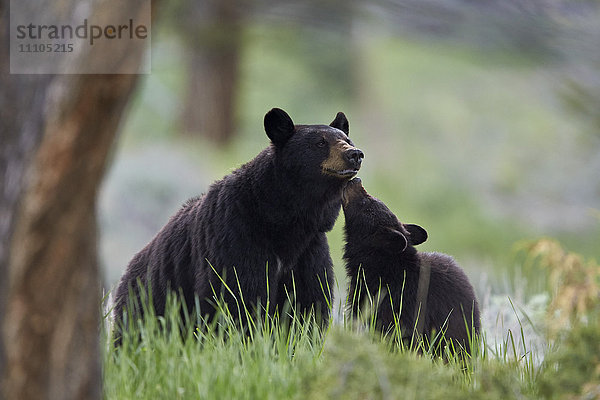 Schwarzbär (Ursus americanus)  Sau und einjähriges Jungtier  Yellowstone National Park  Wyoming  Vereinigte Staaten von Amerika  Nord-Amerika