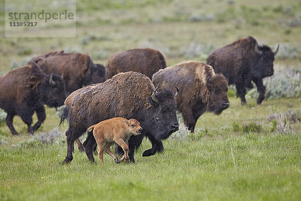 Bison (Bison bison) Kuh und Kalb laufen im Regen  Yellowstone National Park  Wyoming  Vereinigte Staaten von Amerika  Nordamerika