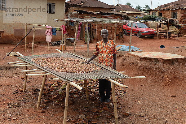 Kakaobauer John Essel  60 Jahre  Abamkrom  Ghana  Westafrika  Afrika