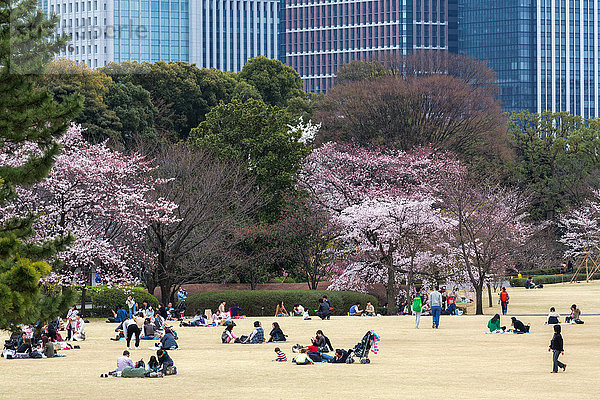 Menschen entspannen sich und picknicken inmitten der wunderschönen Kirschblüte im Ostgarten des Kaiserpalastes von Tokio  Tokio  Japan  Asien