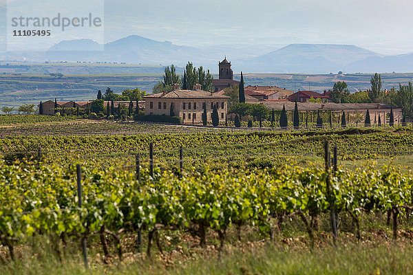 Idyllischer Weinberg in La Rioja  Spanien  Europa