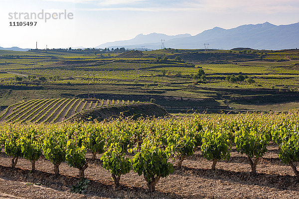 Weinberge in der Region Rioja  Spanien  Europa