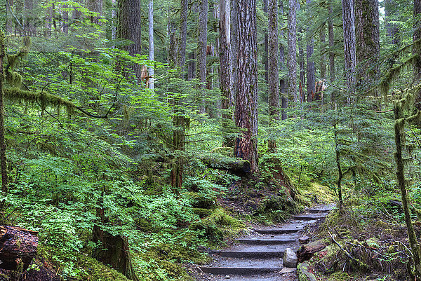 Pfad zu den Sol Duc Wasserfällen  Regenwald  Olympic National Park  UNESCO Weltkulturerbe  Washington  Vereinigte Staaten von Amerika  Nordamerika