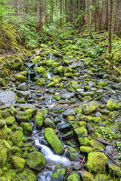Regenwald mit kleinem Bach  Olympic National Park  UNESCO-Weltkulturerbe  Washington  Vereinigte Staaten von Amerika  Nordamerika
