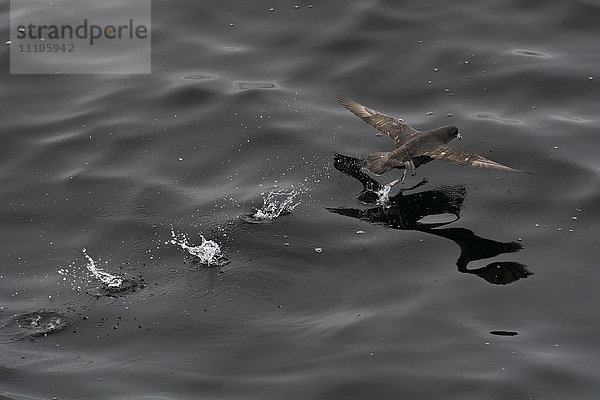 Eissturmvogel (Fulmarus glacialis) beim Abheben aus einer ruhigen See  Insel Sachalin  Russland  Eurasien