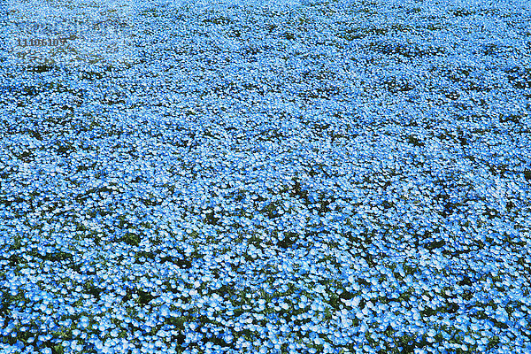 Baby-Blauaugen-Blumenfeld  Präfektur Ibaraki  Japan