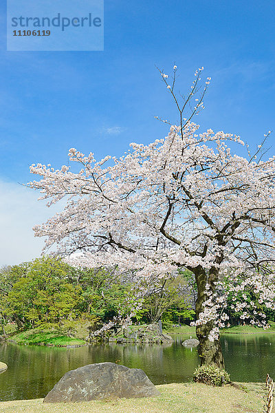 Kirschblüten in einem Stadtpark  Tokio  Japan