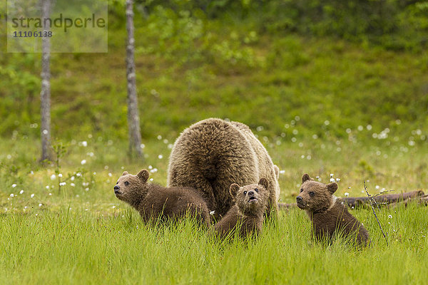 Braunbär (Ursus arctos)  Mutter und Junge  Finnland  Skandinavien  Europa