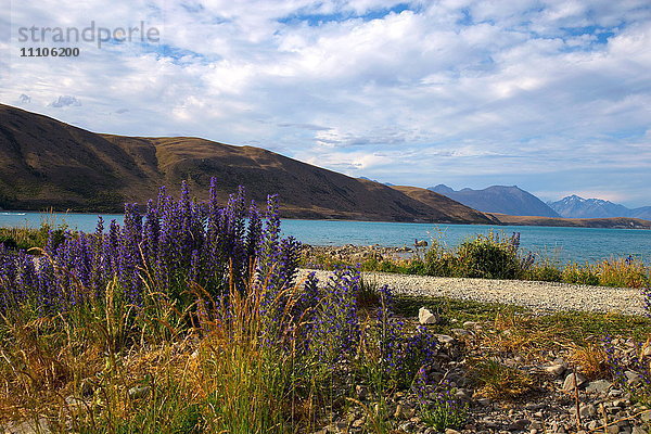 Lupinen  Lake Tekapo  Süd Canterbury  Südinsel  Neuseeland  Pazifik